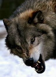 проект на тему эмоции животных в рисунках и фотографиях The Wrath Of A Wolf In 2020 Wolf Tattoos Angry Wolf Wolf Dog