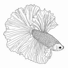Free printable fish coloring pages for kids. Betta Fish Coloring Page Inspirational Betta Drawing At Getdrawings Fish Coloring Page Fox Coloring Page Coloring Pages