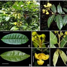 Image result for Acridocarpus chloropterus