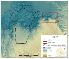 Image result for Crassocephalum ducis-aprutii