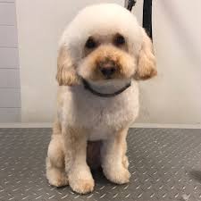 Anna Gervasi (@anna.the.groomer.nyc) • Instagram photos and videos