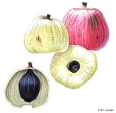 Image result for Hernandia nymphaeifolia