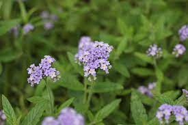 Maybe you would like to learn more about one of these? Photo Of The Bloom Of Heliotrope Heliotropium Amplexicaule Azure Skies Posted By Dave Garden Org