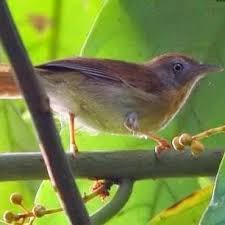 Burung cucak jenggot adalah jenis burung kicau yang cukup populer dikalangan pecinta burung peliharaan. Burung Jenggot Mini