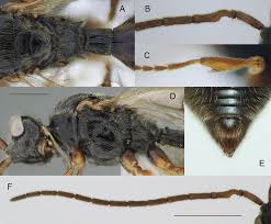 Image result for Zygotritonia