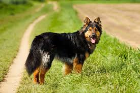 Carefully selected pedigree with champion bloodlines, healthy genetic. Bohemian Shepherd Dog Breed Information American Kennel Club