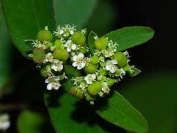 Image result for Euphorbia hypericifolia