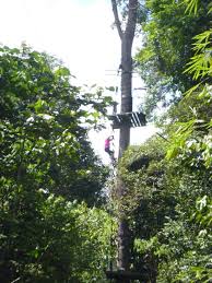 The sky cab lift was an adventure all in itself and it takes 3 separate lifts to reach the sky bridge. Climbing Between The 20 Meter High Platforms Picture Of Skytrex Adventure Shah Alam Tripadvisor