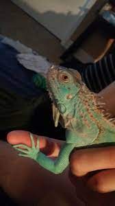 My 1 Year Old Blue Iguana Iguana Lizard 1 Year Olds