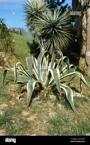 Image result for Agavaceae