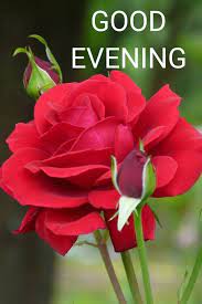 Maybe you would like to learn more about one of these? Beautiful Good Evening Flower Images Free Download Good Morning