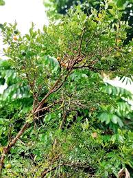 Limau kasturi natural beauty drink merupakan minuman kesehatan berbentuk serbuk yang bagus untuk menjaga kesehatan khususnya saluran pencernaan. Limau Kasturi Berbuah Lebat Elok Buat Begini Untuk Dapat Makan Kesemuanya Keluarga
