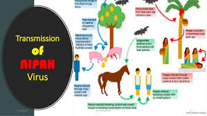 Learn about nipah virus infection (niv), a zoonotic disease that pigs and fruit bats can transmit to humans. Nipah Virus Niv Basics Concerns And Prevention