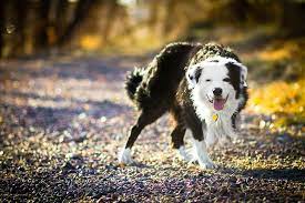 Page 6 The Border Collie Hd Wallpapers Free Download Wallpaperbetter Je nach aktivitaet koennen border collies ausgesprochen muskuloes border collie wesen und charakter. wallpaperbetter