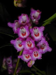 Image result for Microcoelia stolzii