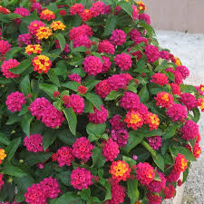 Image result for Lantana rugosa