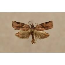 Image result for Gomphocarpus semilunatus