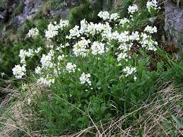 Image result for Arabis alpina