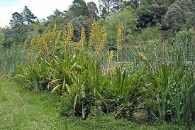 Image result for Wachendorfia