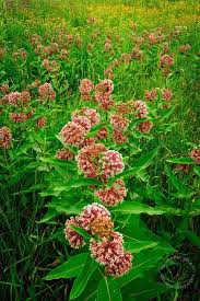 Native Indiana Plants Pretty Flowers Pictures Milkweed Plant Plants