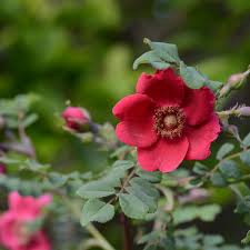 Unlike the species, which usually has deep pink flowers, this cultivar has warm true red (scarlet) flowers, single and about 2 across. Rosa Moyesii Geranium Rose Rot 2 4 M X 1 5 M Rhs Wisley 1938 Rosa Rosa Moyesii Geranium Online Bestellen