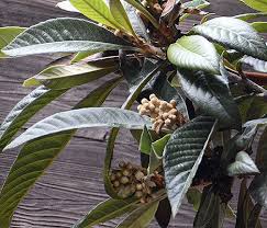 Image result for Eriobotrya