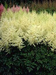 Astilbe Japonica Hybr Ellie Astilbe Japonica Shade Perennials Shade Plants