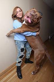 29 Photos Prove Dangerous Dog Breeds Are Big Softies