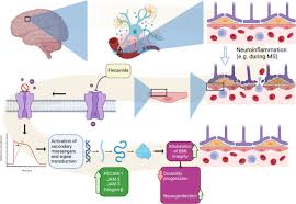 Image result for Flecainide