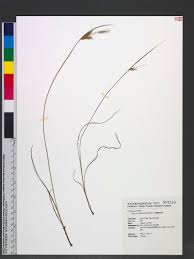 Image result for Cyperus tenuiculmis