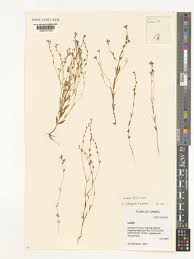 Image result for Crepidorhopalon