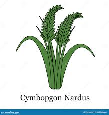 Image result for Cymbopogon nardus