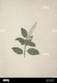 Image result for Phytolacca dodecandra