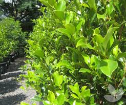 Image result for Ficus fischeri