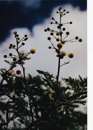 Image result for Embelia nilotica