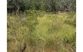 Image result for Cussonia arenicola