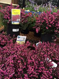 Kramer S Rote Heather At Lowe S 6 98 Plants Garden Yard