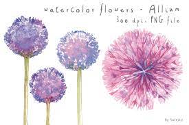 Blush watercolor floral clipart free commercial use pink yellow flowers light aquarelle roses peonies bouquets digital download clip art png. Watercolor Clipart Watercolor Flowers Flower Clipart Allium By Swiejko Thehungryjpeg Com