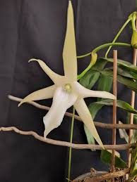 Image result for Aerangis splendida