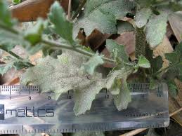 Image result for Pseudoconyza