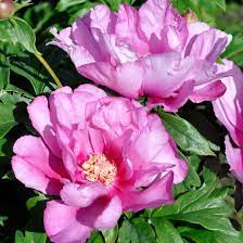 Entdecke die aktuelle kollektion von peony. First Arrival Itoh Peony Paeonia American Meadows
