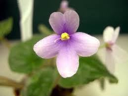 African violets and designs to the nashville area. Original 10 Violets