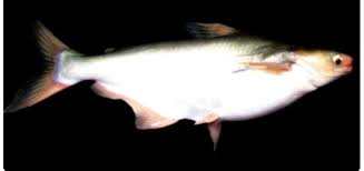Namun, ada juga tuna yang. Ikan Patin Pasupati Memiliki Warna Daging Putih Alami Untuk Keamanan Pangan Deskjabar