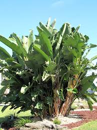 Remember not to add any bird of paradise fertilizer during the winter while it's resting. Giant White And Blue Bird Of Paradise Plant Strelitzia Kens Philodendrons