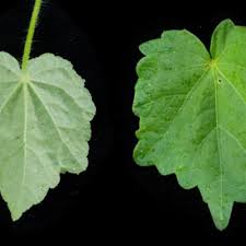 Image result for Pavonia kilimandscharica