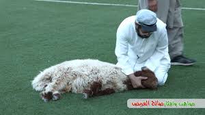 الخروف يستسلم لذكر لله عند الذبح youtube