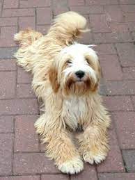 Image Result For Tibetan Terrier Tibetan Terrier Terrier Border Terriers For Sale