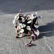 Image result for Ceropegia schultzei