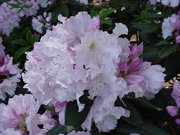 Lake Tapps Available Plants Pink Flowers Flowers Azaleas