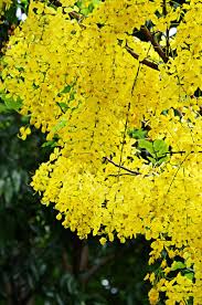 Yellow Shower Tree Cassia Fistula Wisteria Tree Ornamental Plants Colorful Shrubs